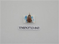 藏品(金龜子科)的圖片